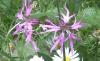 Lychnis flos-cuculi Kohoutek luční
