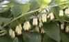 Polygonatum multiflorum Kokořík mnohokvětý