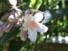 Kolkwitzia amabilis Kolkvicie krásná