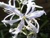 Camassia Ladoník