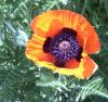 Papaver Mák