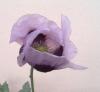 Papaver Mák