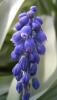 Muscari armeniacum Modřenec arménský