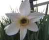 Narcissus poëticus Narcis bílý