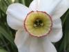 Narcissus poëticus Narcis bílý