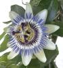 Passiflora caerulea Mučenka