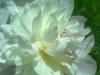 Paeonia Pivoňka