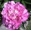 Paeonia Pivoňka