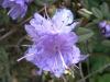 Rhododendron Rododendron skalkový, pěnišník