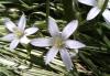 Ornithogalum umbellatum Snědek chocholičnatý