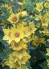 Lysimachia Vrbina