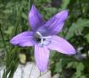 Campanula patula Zvonek rozkladitý