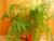 Adiantum raddianum