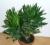 Dracaena deremensis
