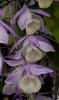 Dendrobium piradi 