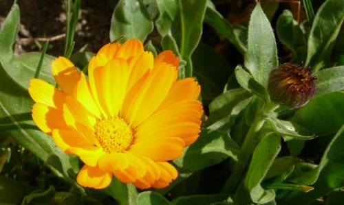 Calendula officinalis