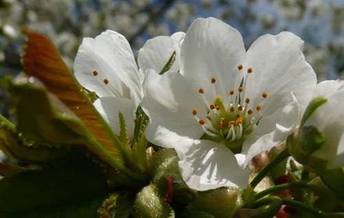 Prunus