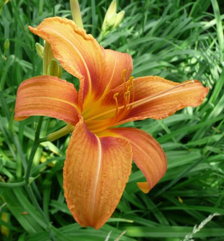 Hemerocallis