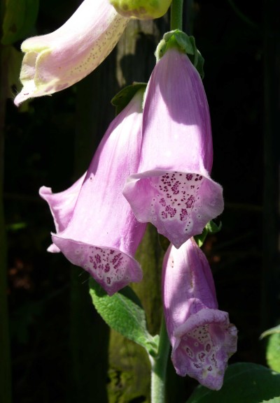 Digitalis purpurea