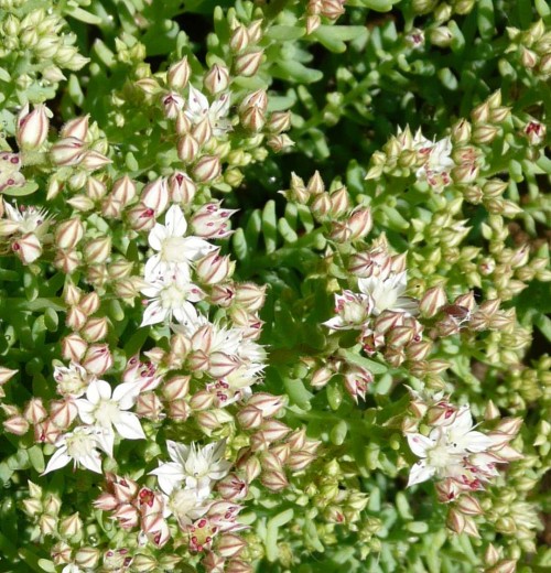 Sedum hispanicum