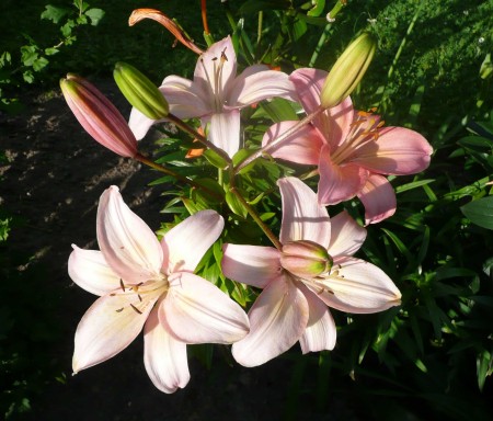 Lilium