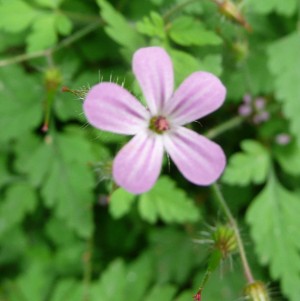 Geranium robertianum