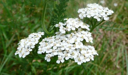 Achillea millefolium