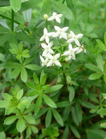 Galium
