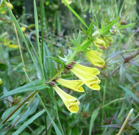 Melampyrum pratense