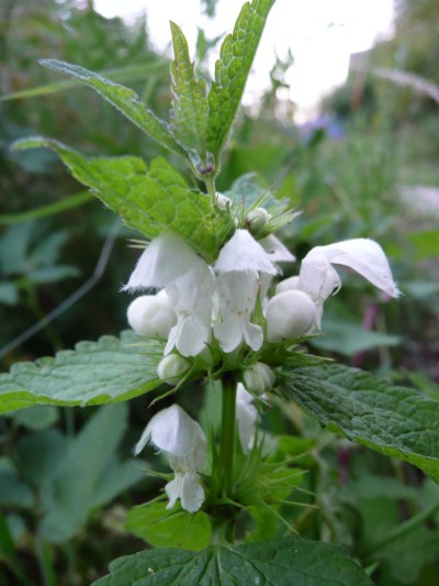 Lamium album