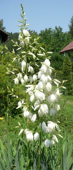 Yucca flaccida
