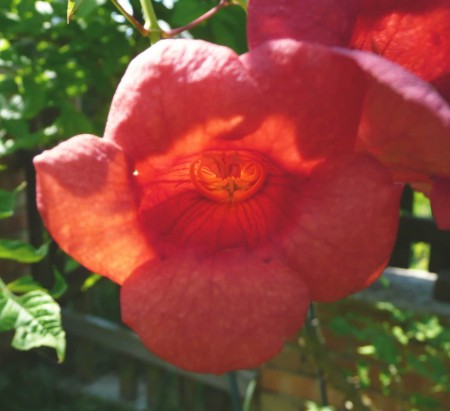 Campsis radicans