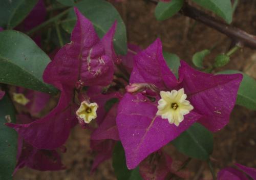 Bougainvillea