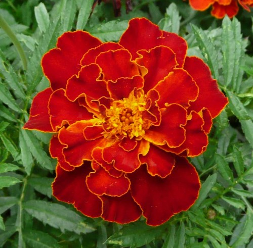 Tagetes patula