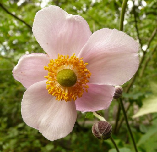 Anemone japonica