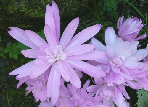 Colchicum