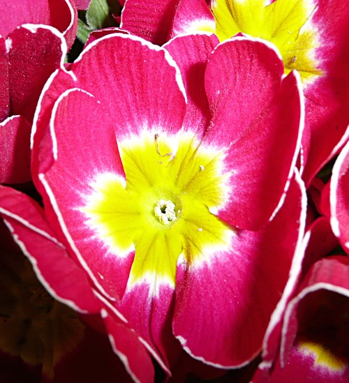 Primula vulgaris