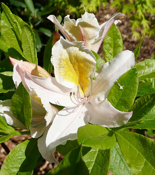 Rhododendron