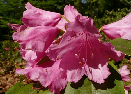 Rhododendron