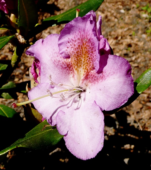 Rhododendron