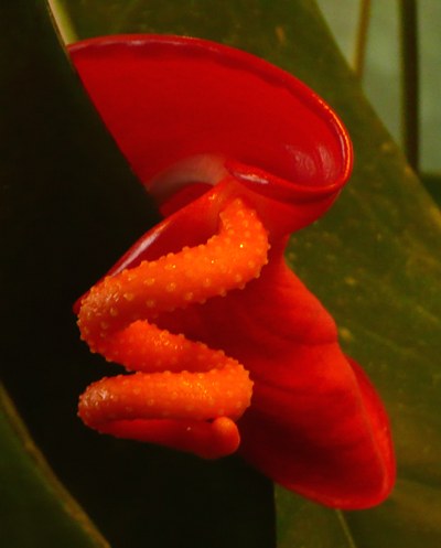 Anthurium