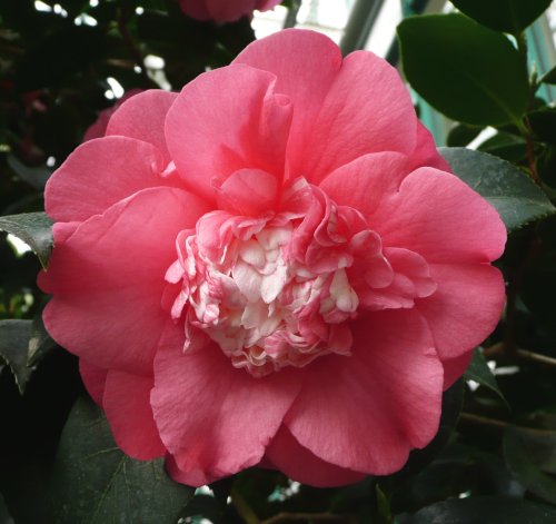 Camelica japonica cv. Chandleri elegans