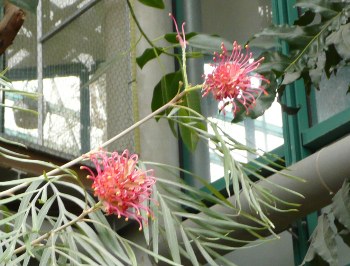 Grevillea banksii