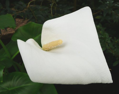 Zantedeschia aethiopica