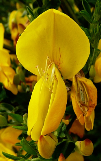 Cytisus