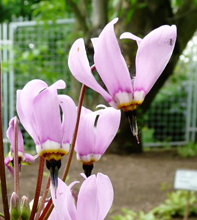 Dodecatheon