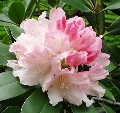 Rhododendron