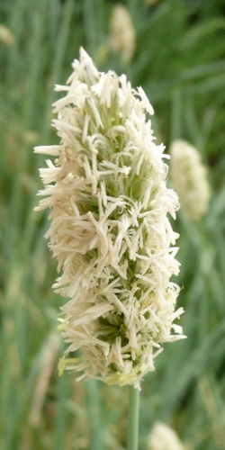 Sesleria nitida
