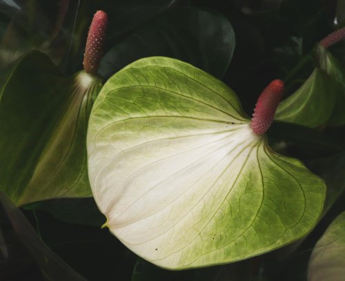 Anthurium