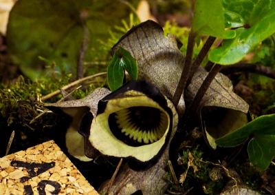 Asarum campaniforme